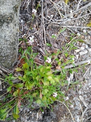 Lobelia eckloniana