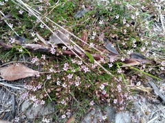 Lobelia eckloniana