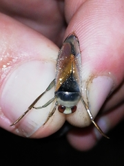 Notonecta meridionalis