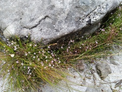 Lobelia eckloniana
