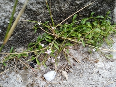 Lobelia eckloniana