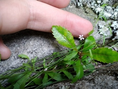 Lobelia eckloniana
