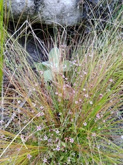 Lobelia eckloniana