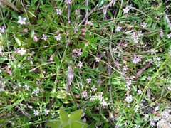 Lobelia eckloniana
