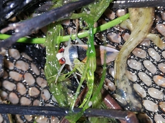 Notonecta meridionalis