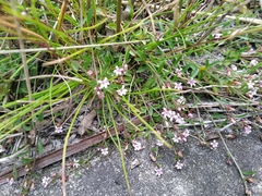 Lobelia eckloniana