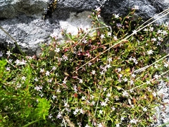 Lobelia eckloniana