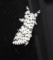 Kamalia australis