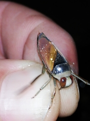 Notonecta meridionalis