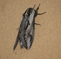 Endoxyla mackeri