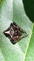 Verrucosa scapofracta