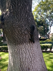 Sciurus aureogaster nigrescens