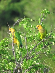 Eupsittula pertinax pertinax