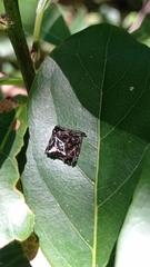 Verrucosa scapofracta