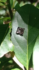 Verrucosa scapofracta