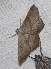 Dissomorphia australiaria