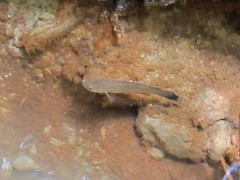 Anablepsoides hartii