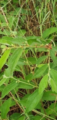Grewia latifolia