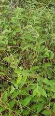 Grewia latifolia
