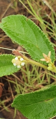 Grewia latifolia