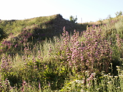 Phlomoides pratensis