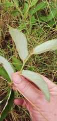 Grewia latifolia
