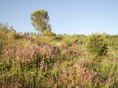 Phlomoides pratensis