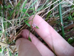 Lobelia eckloniana