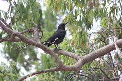 Strepera graculina graculina