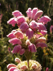 Phlomoides pratensis