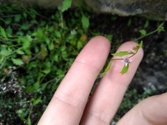 Lobelia eckloniana