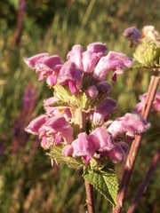 Phlomoides pratensis