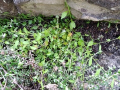 Lobelia eckloniana