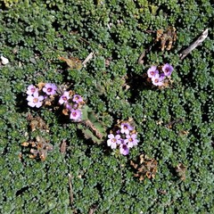 Junellia micrantha