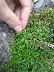 Lobelia eckloniana