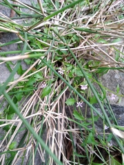 Lobelia eckloniana