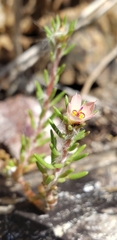 Portulaca elatior