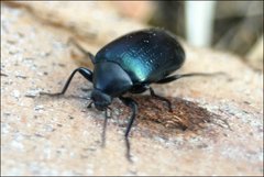 Chalcopteroides cyanopterus