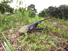 Dynastes trinidadensis