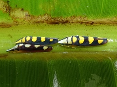 Platygonia spatulata