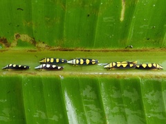Platygonia spatulata