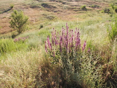 Salvia deserta