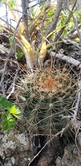 Melocactus macracanthos