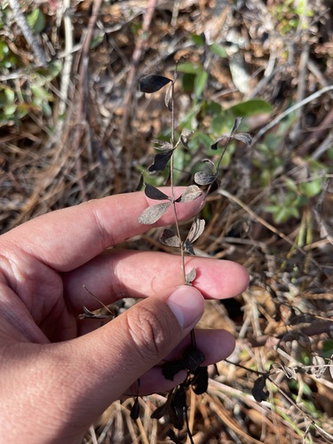Florida wild indigo (Baptisia calycosa)