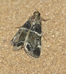 Orthaga atribasalis