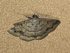 Ericeia sobria