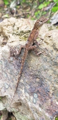 Anolis lineatus
