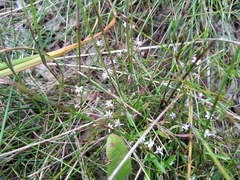 Lobelia eckloniana