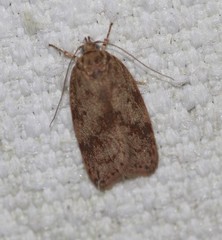 Oligoloba severa