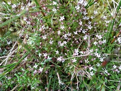Lobelia eckloniana